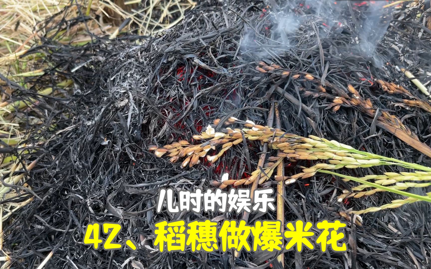 [图]水稻收完后，小时候会去田里捡剩下的稻穗，做爆米花吃：很香很脆。