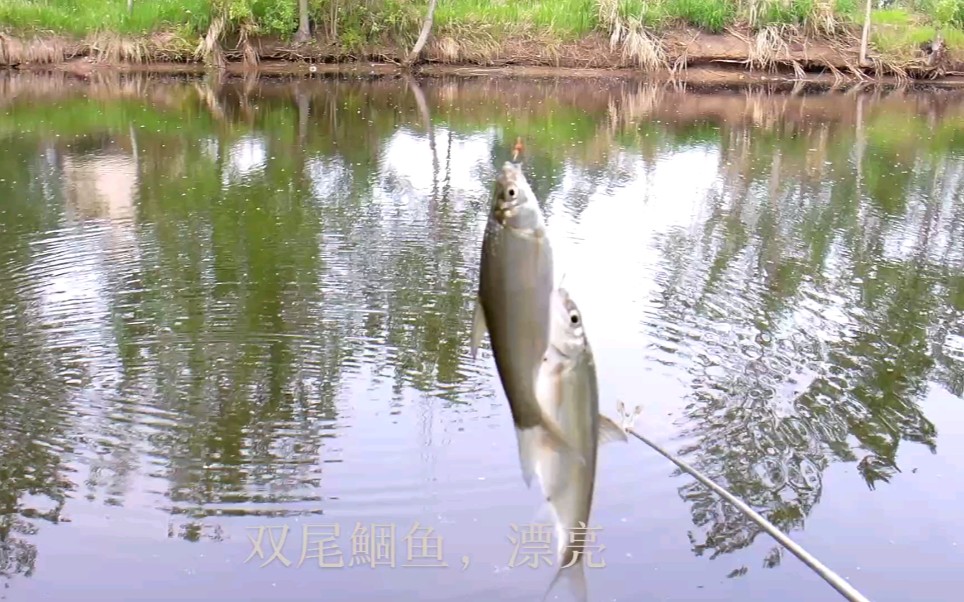 这种鱼的嘴巴太小,用3号袖钩和0.