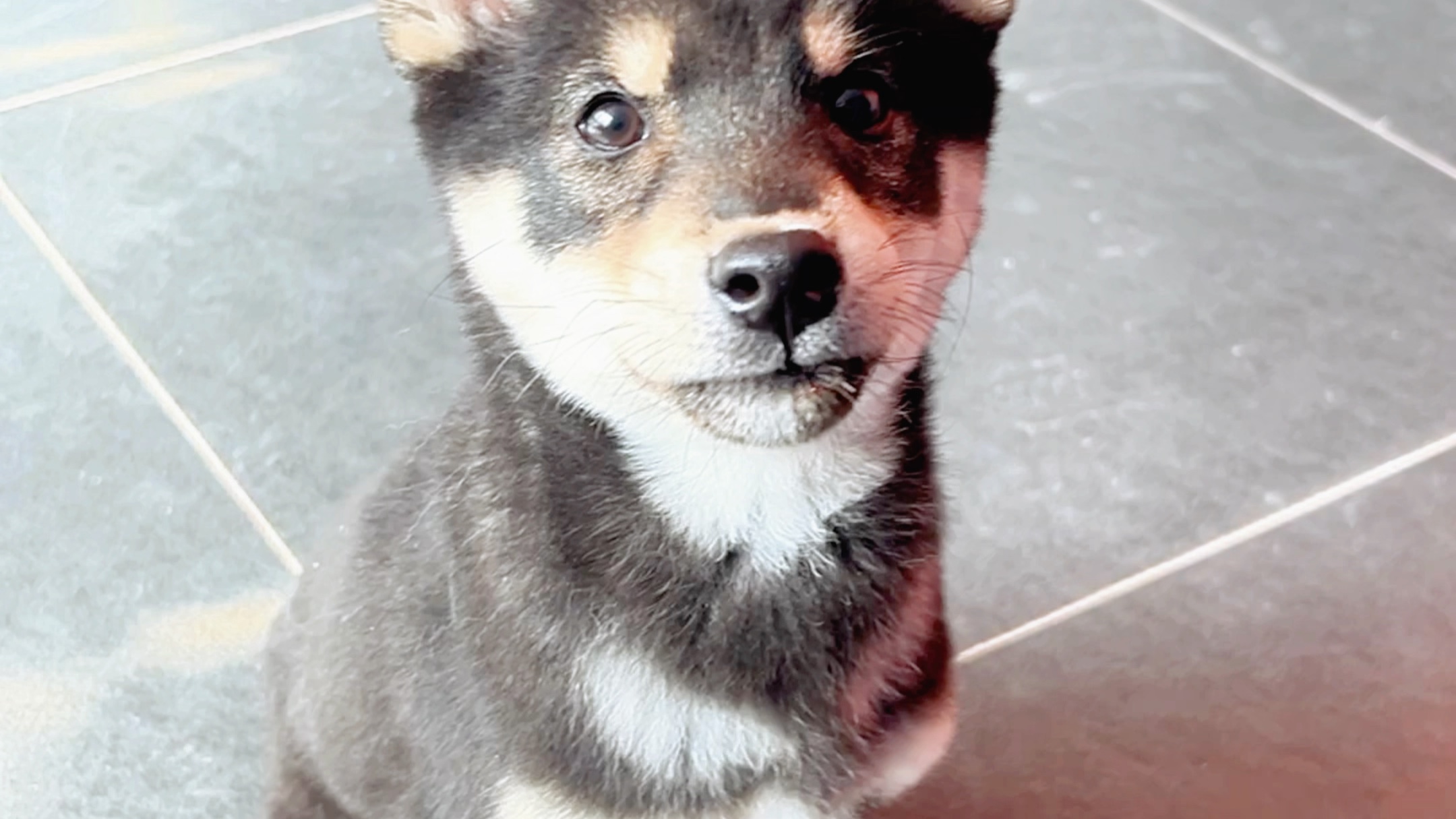 柴大佐的颜值无可挑剔#柴犬 #狗狗 #黑柴