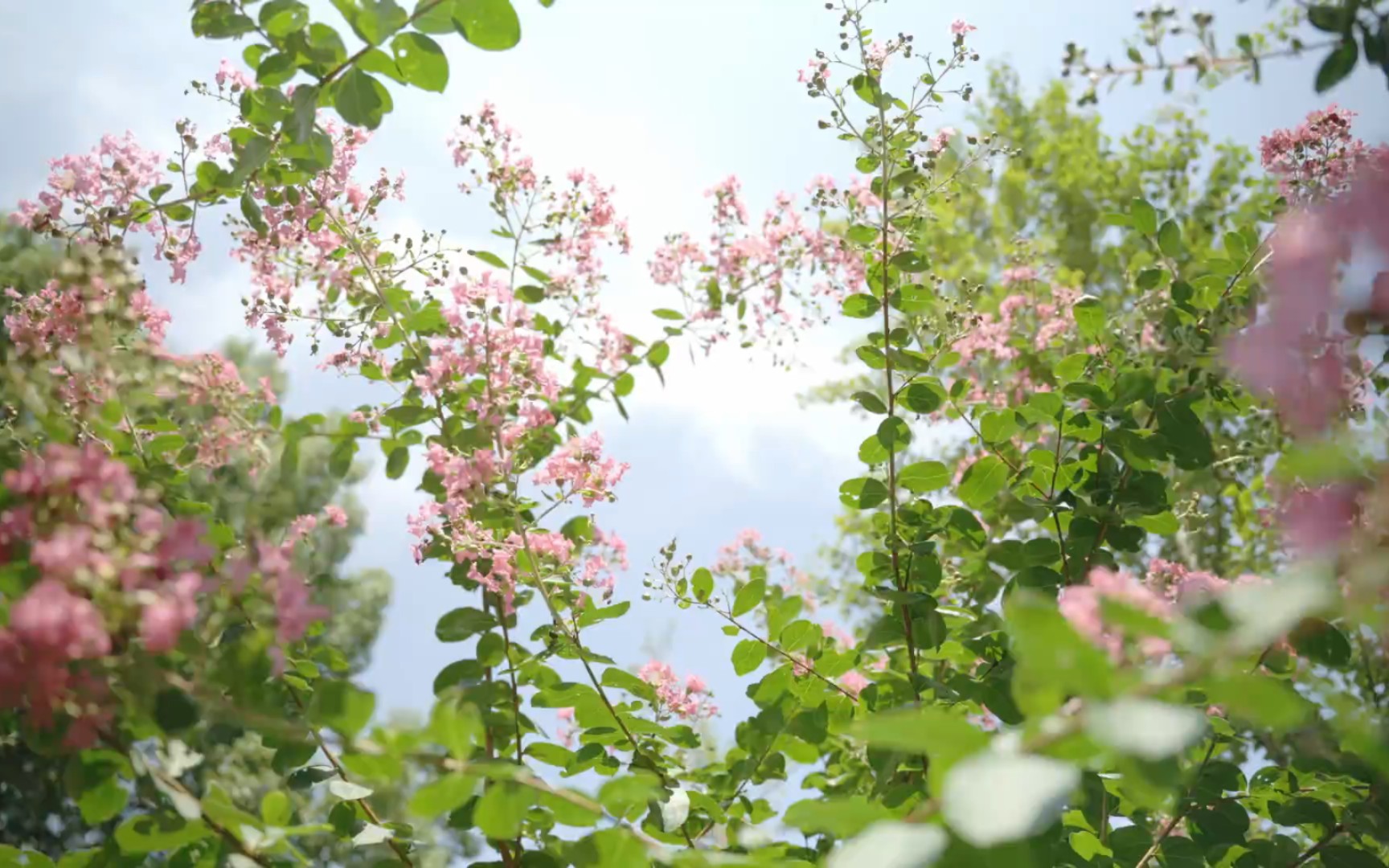 [图]“花朝花暮，花为朝朝暮暮”