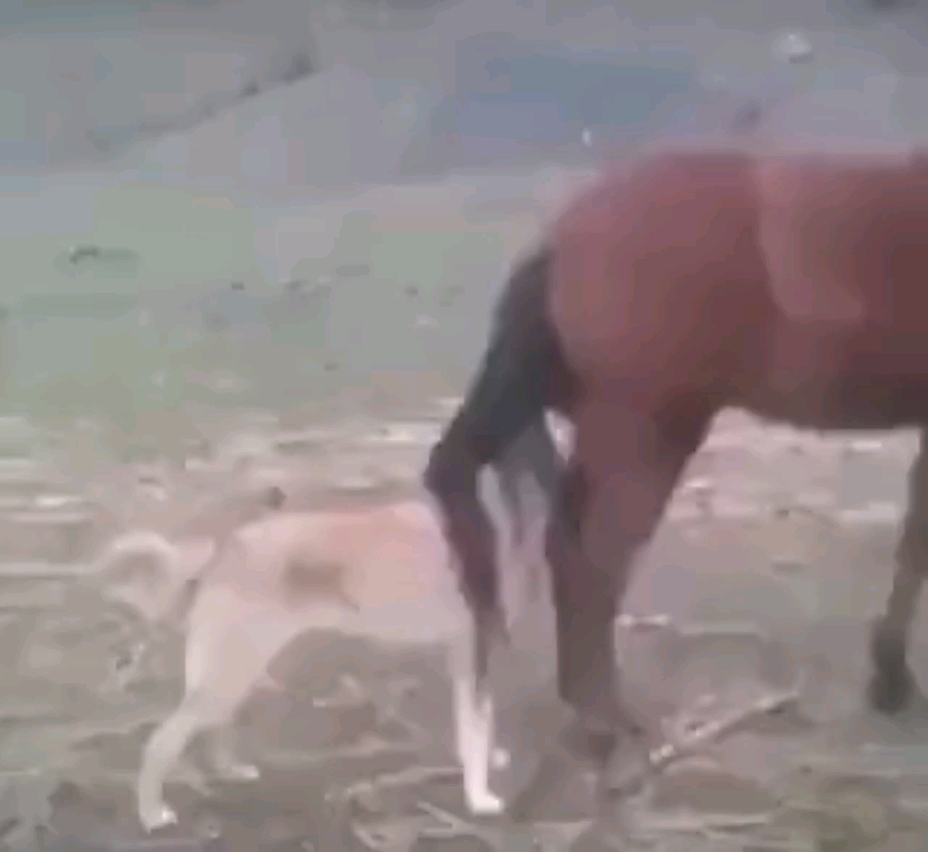 [图]舔狗不得horse