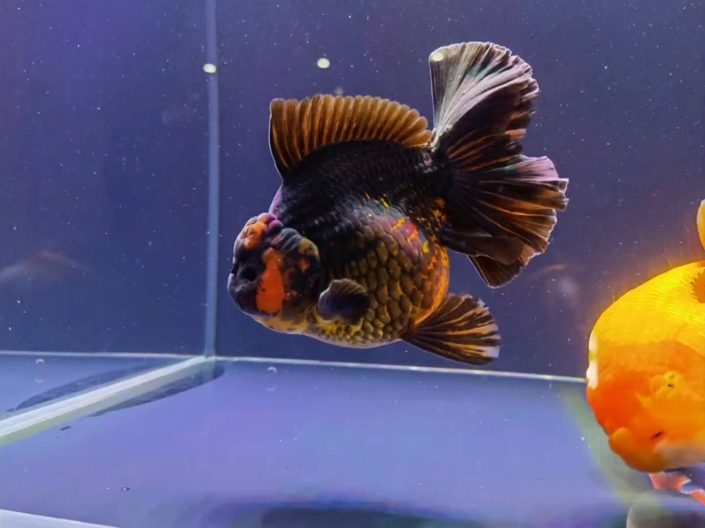 最常见的黑变红之金鱼变色