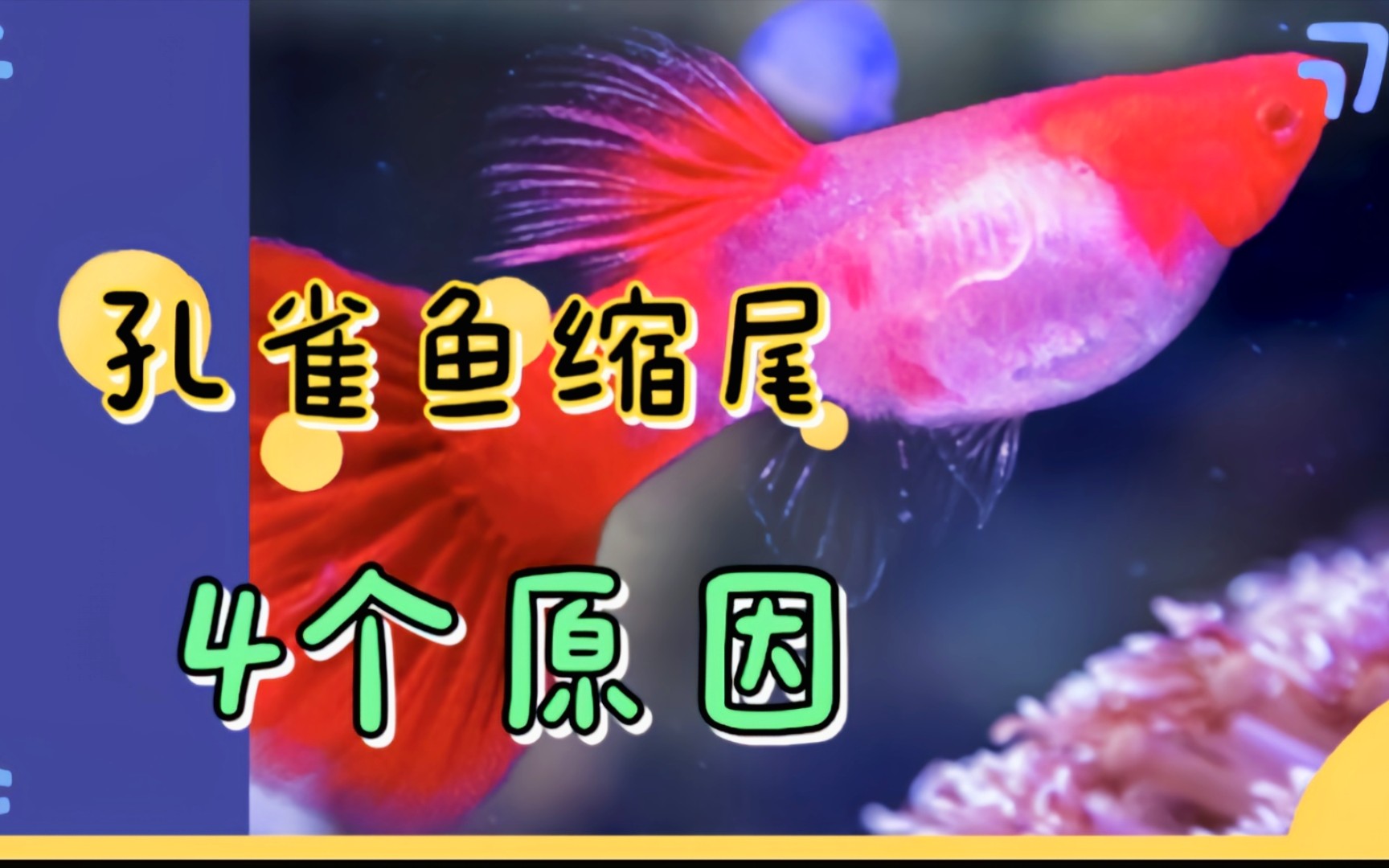 导致孔雀鱼缩尾的4个原因,看来日常饲养中也是需要细心对待的啊哔哩哔哩bilibili