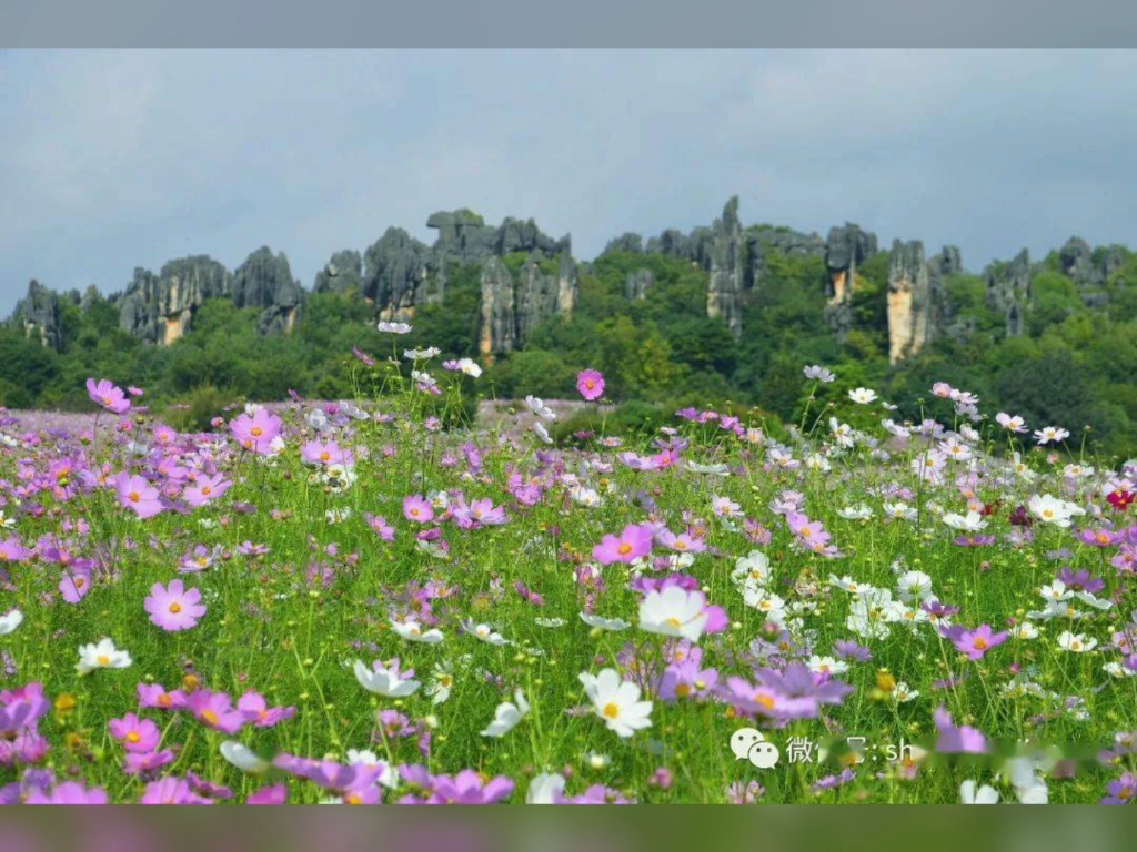 石林花海景区图片