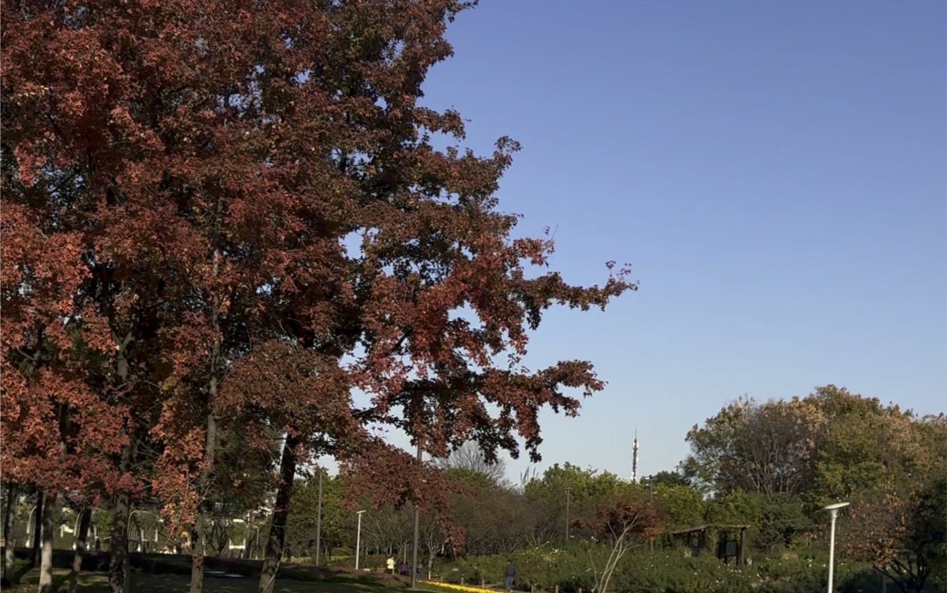 杭州萧山南江公园,拍摄于iphone 15 pro max