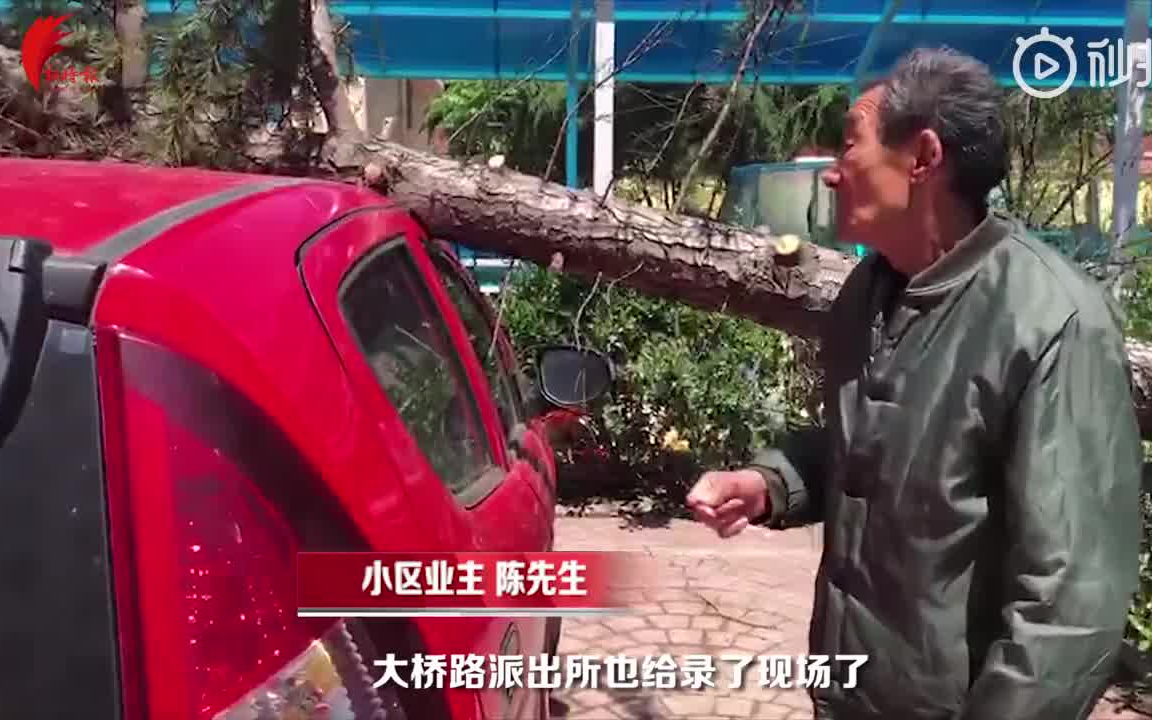 社区互相“踢皮球”,大树被风刮倒砸坏轿车,一周无人管哔哩哔哩bilibili