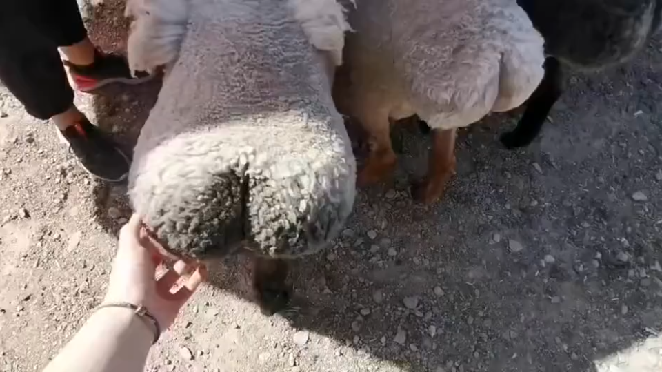 喜欢健身的蜜桃臀羊