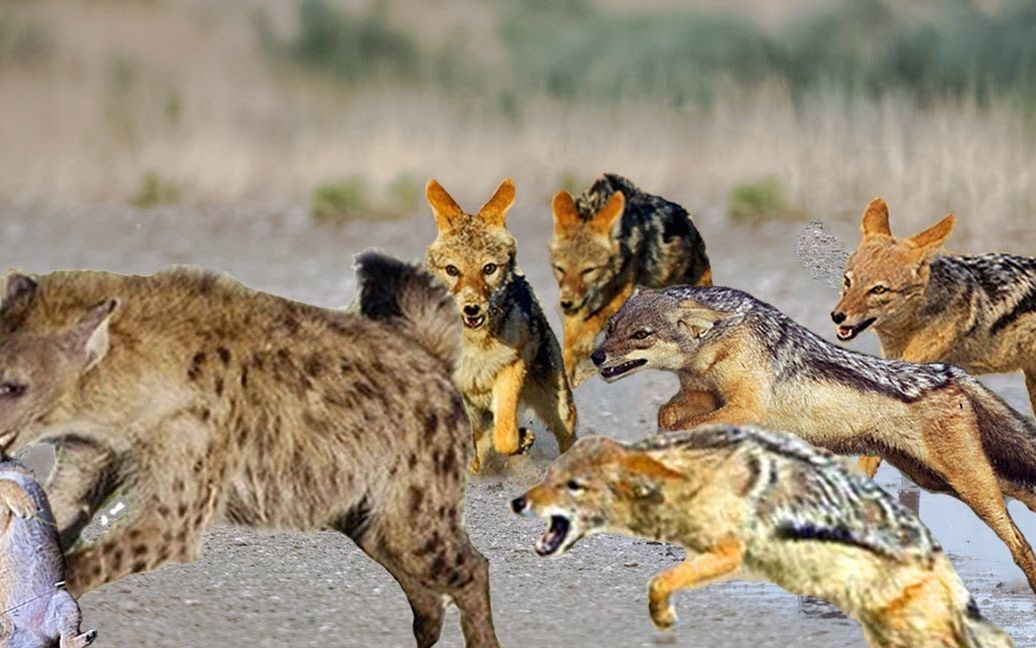 5头胡狼使用"掏肛术"追杀鬣狗,鬣狗被掏的生不如死,真是报应