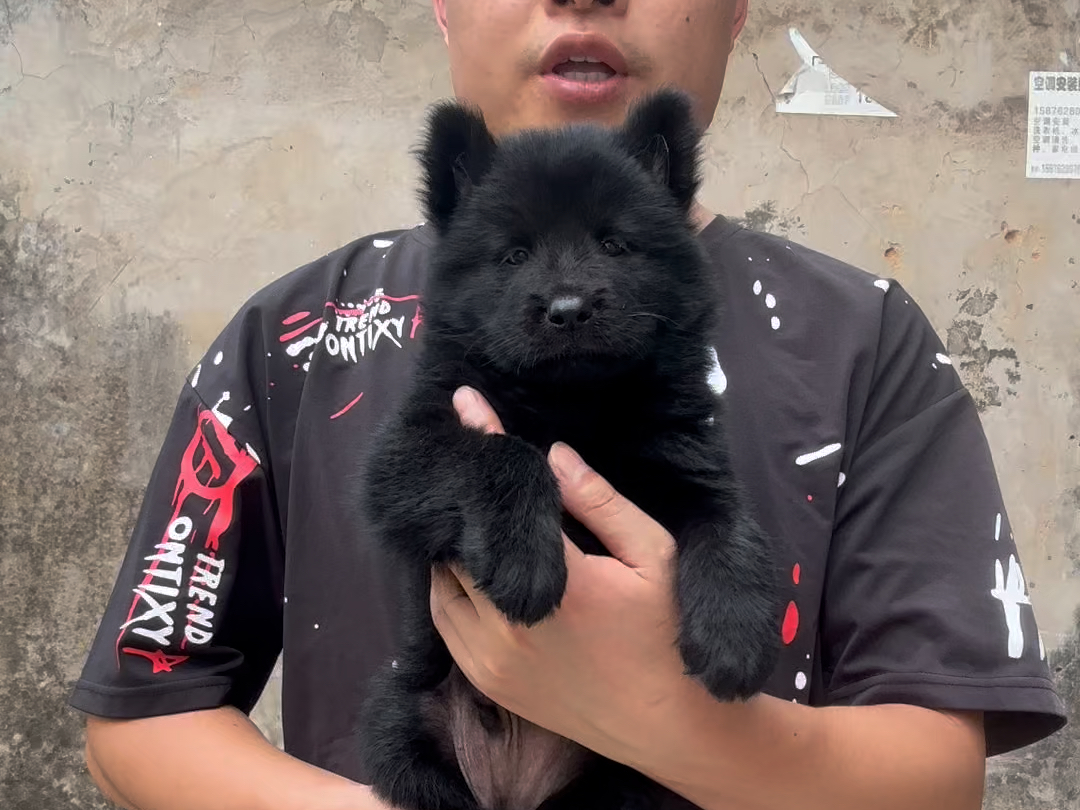 一只小小的五黑犬,耳朵立的很好看,中华田园犬之五黑犬
