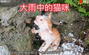 Скачать видео: 猫咪被主人遗弃在大雨中，它该何去何从呢？看到结局太暖心了！