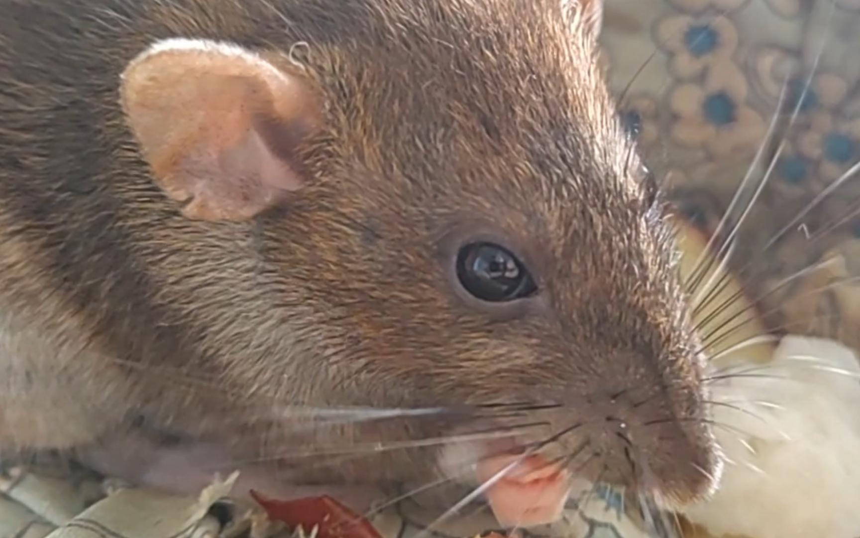 鼠鼠在吃东西