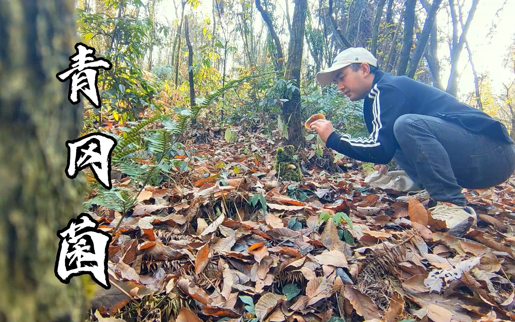 冬日的大山深处,藏着大自然馈赠的美食——青冈菌哔哩哔哩bilibili