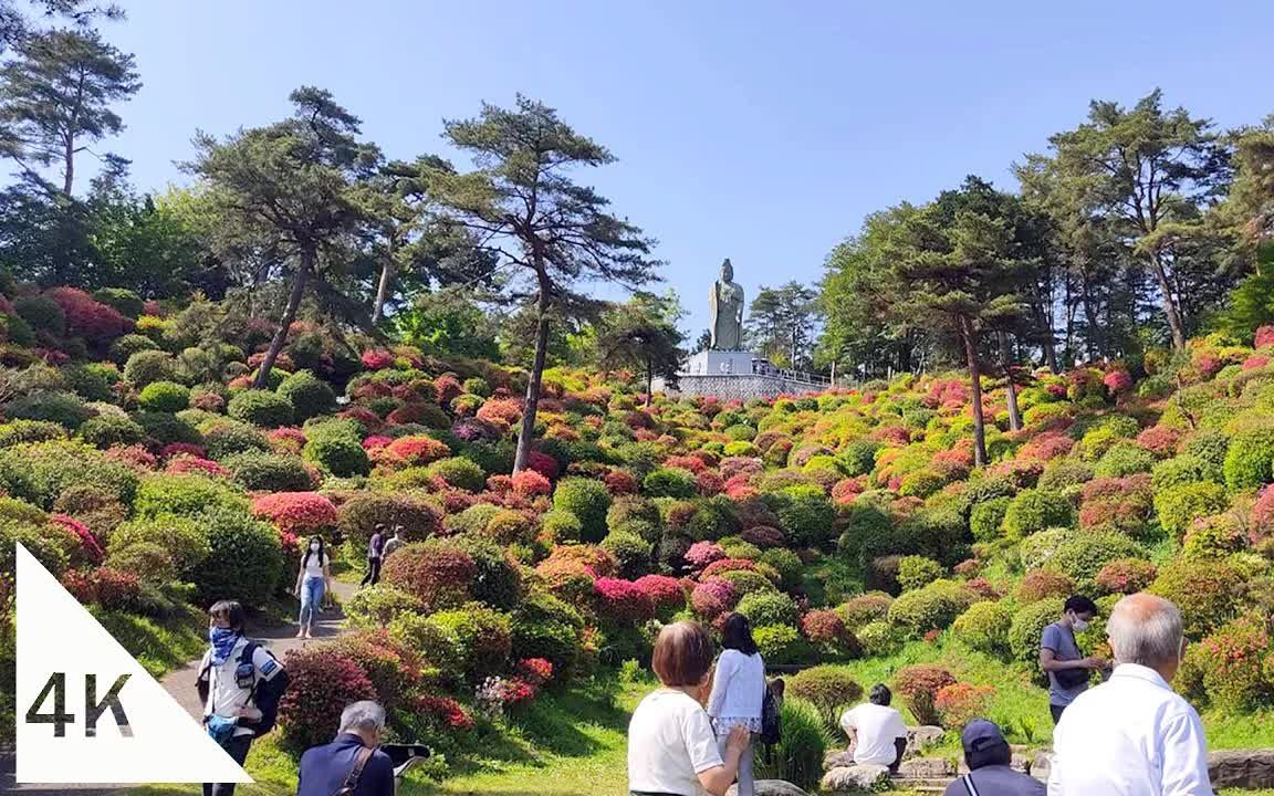 【4K】日本青梅市  在盐船观音寺观赏盛开的杜鹃花 | Nonbiri Walk 2022.5.14哔哩哔哩bilibili