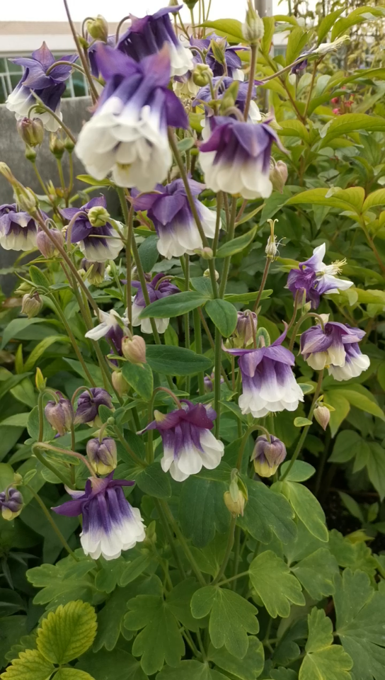 耧斗菜蓝色重瓣