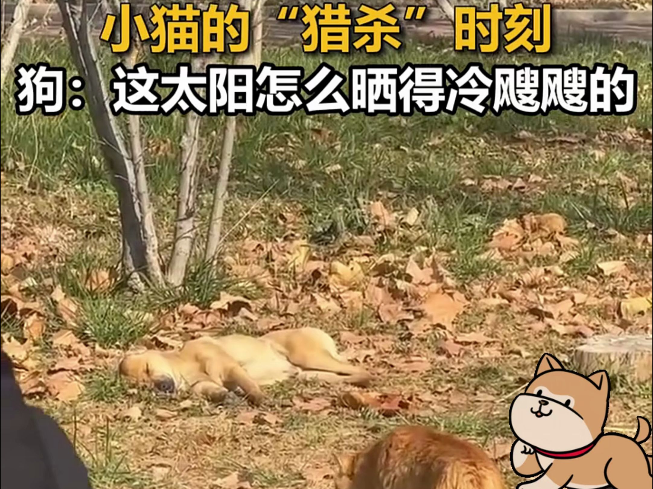 小猫的“猎杀”时刻,狗:这太阳怎么晒得冷飕飕的哔哩哔哩bilibili