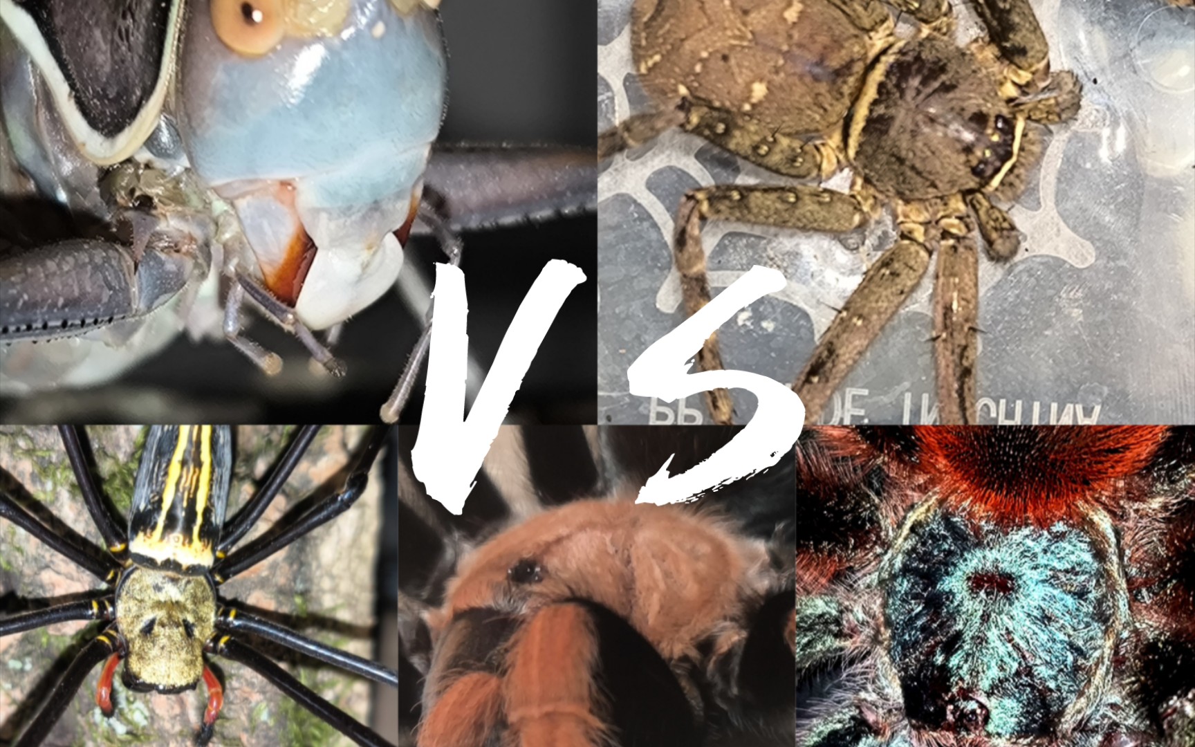 【昆虫军vs毒虫军】优雅蝈螽vs络新妇 白额 血脚 油彩 《蝈蝈の奇妙