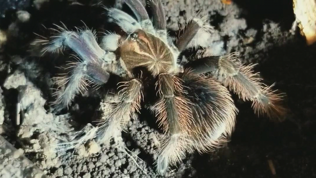 马查拉钢铁蓝11cm公新蜕喂食展示