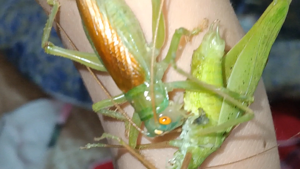 不知名优蟋螽进食,产地安徽