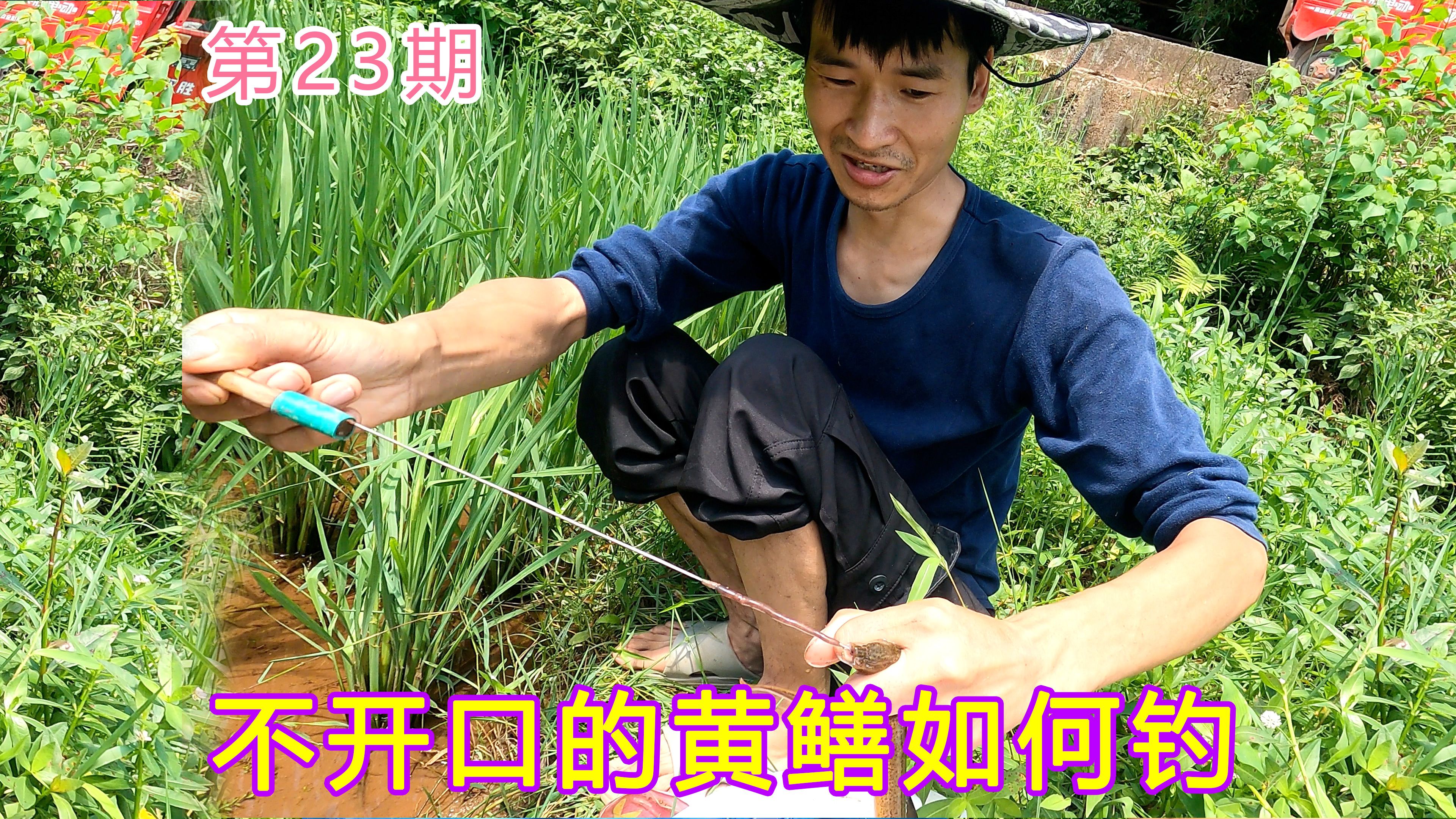 不开口的黄鳝如何钓,小哥的方法专治不开口的黄鳝,实战经验分享【第23