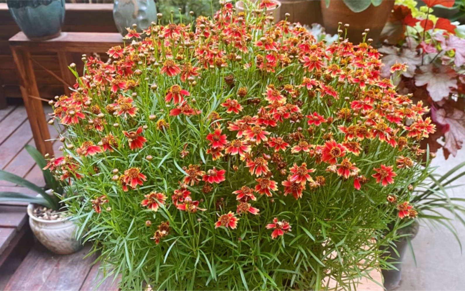 金鸡菊花期长爱爆花,为您的生活增添一些野趣,找回童年的记忆