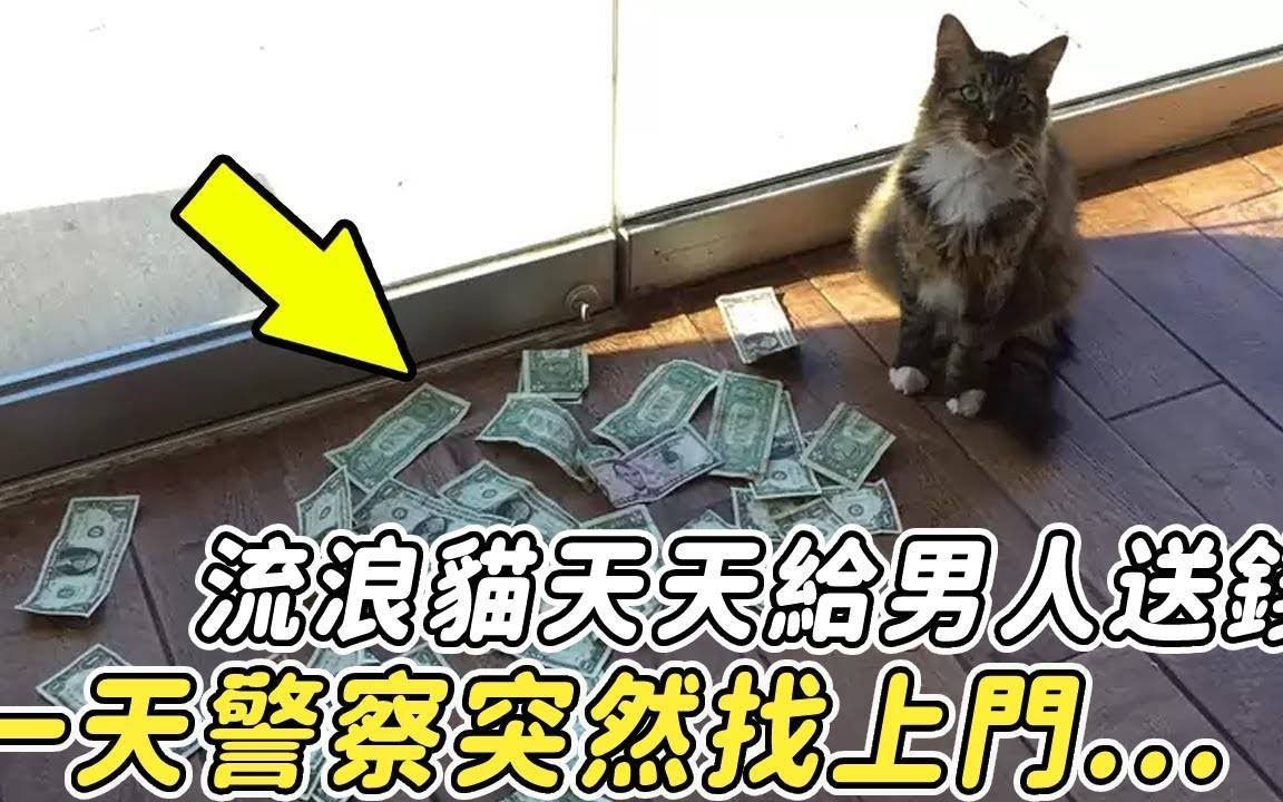 [图]收编后的流浪猫竟每日叼钱回家，主人好奇正想偷偷跟随，警察却敲开了门...