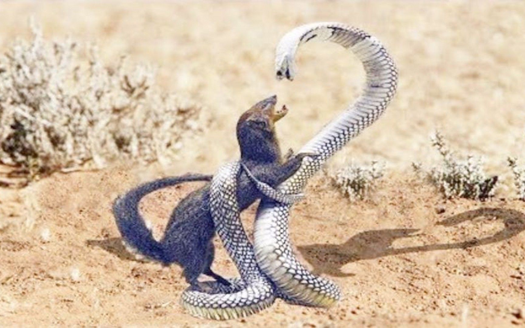 蛇獴大战眼镜王蛇图片
