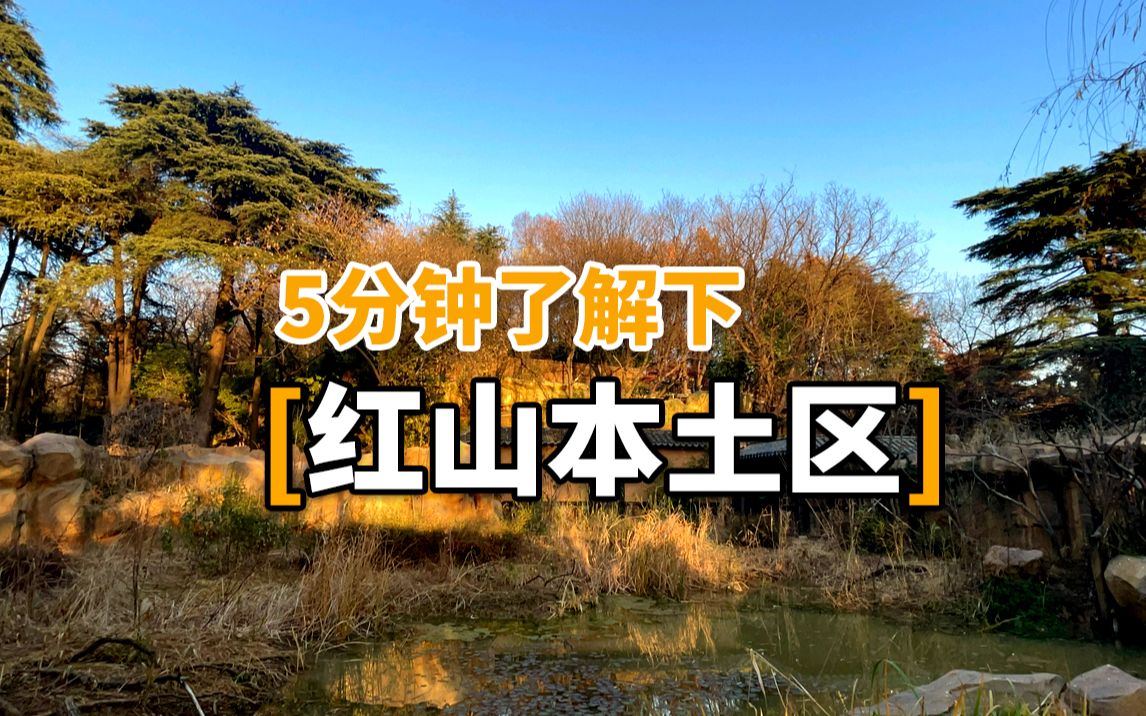 红山本土区哔哩哔哩bilibili