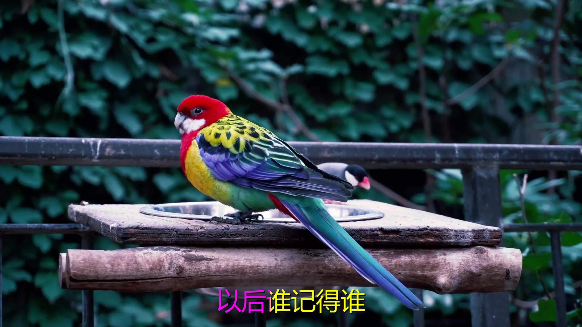 [图]《风往北吹》怀旧音乐，一首《被贬五行山》经典好听，歌声独具风韵