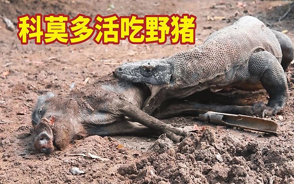 科莫多巨蜥生吞活剥野猪场面堪比凌迟处死胆小勿入