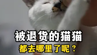 被退货的猫咪们都被这样处理了