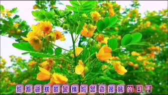 Download Video: 人生如戏，自编自导自演，不怨天，不尤人#国学