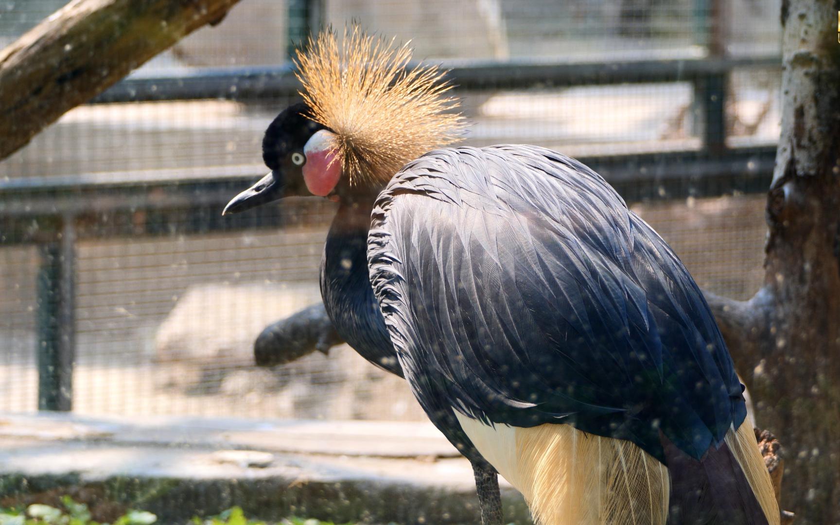 【黑冕鹤】头戴黄冠 一袭黑衣