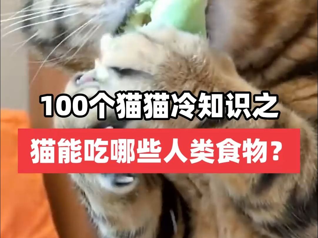 猫能吃哪些人类食物?哔哩哔哩bilibili