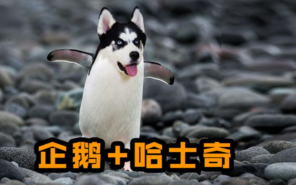 ps恶搞合成:当企鹅和哈士奇组合后,这是什么生物,太搞笑了_哔哩哔哩