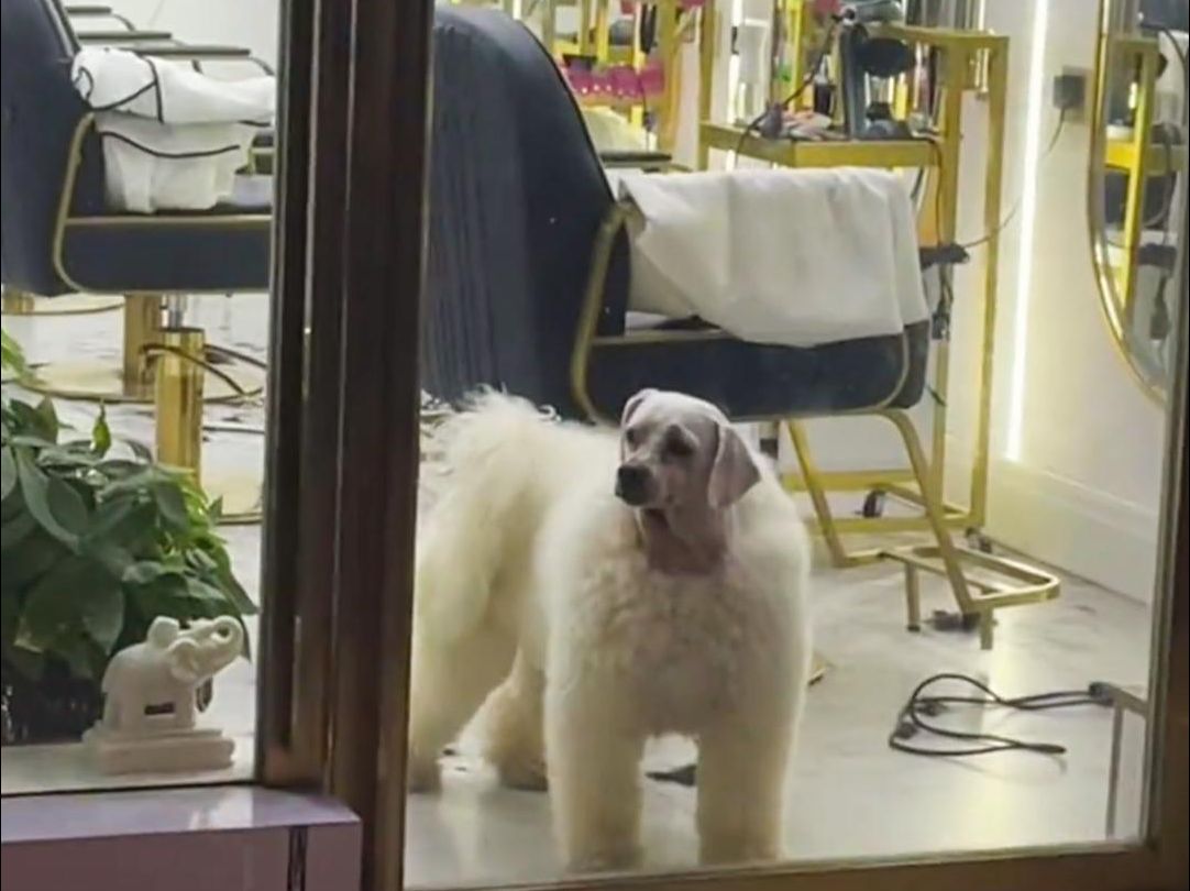 理发后的狗狗,真的又惨又好笑哈哈哈