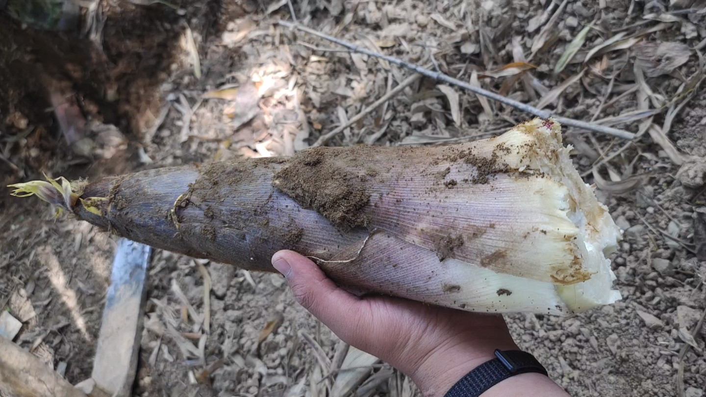 东北大汉第一次到山里面夺笋