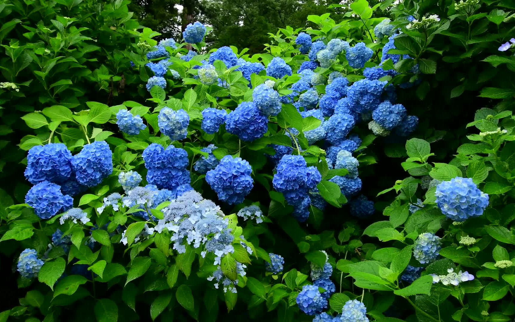 很久之前的1080p