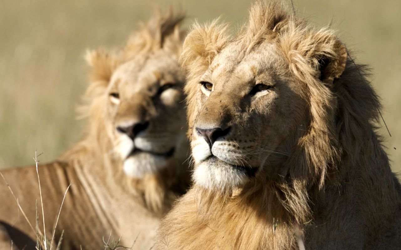 四只嗜血雄狮横扫草原,抢夺领地大开杀戒,两大狮群惨遭横祸