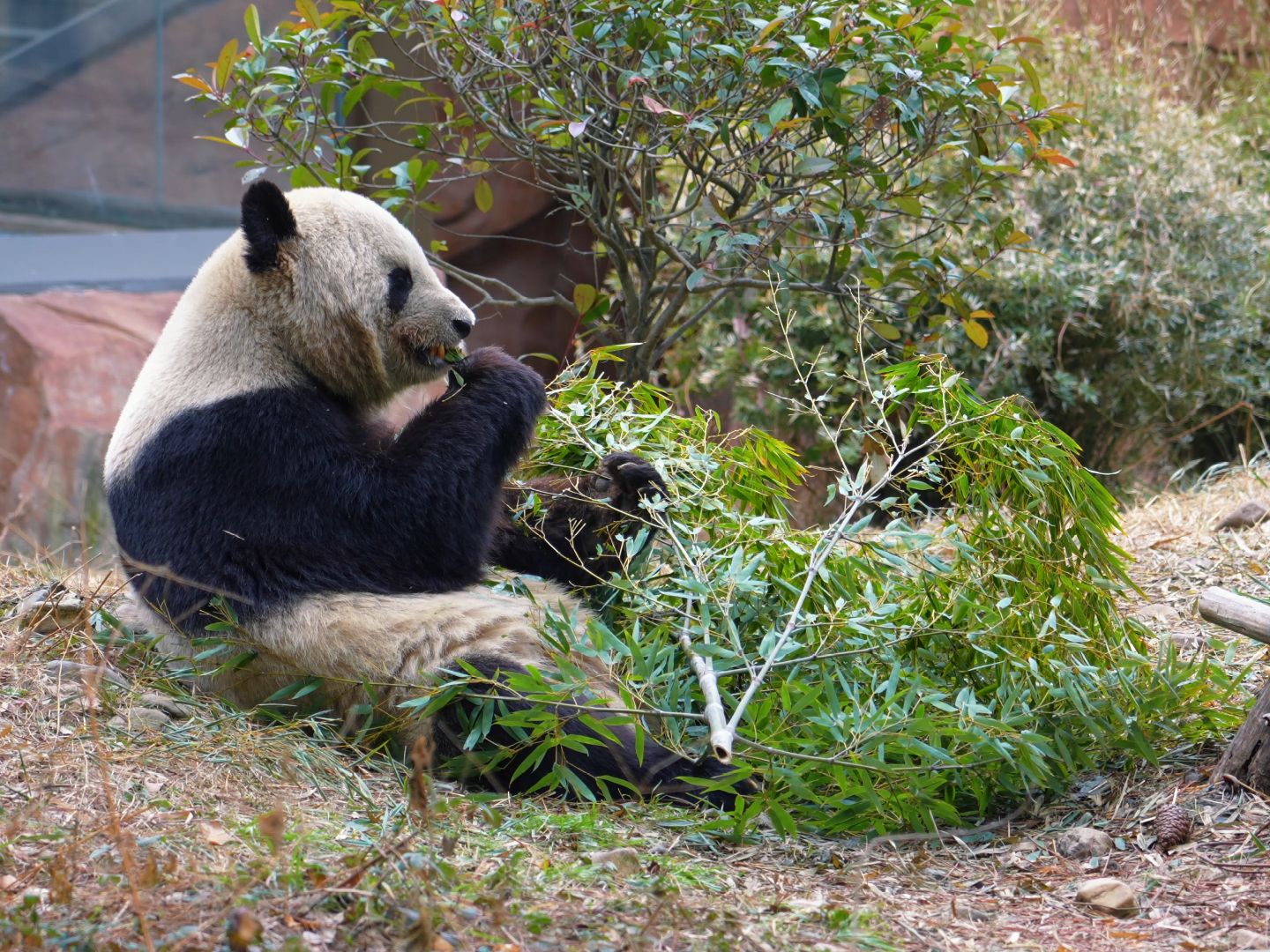 可可爱爱治愈系安吉竹博园大熊猫