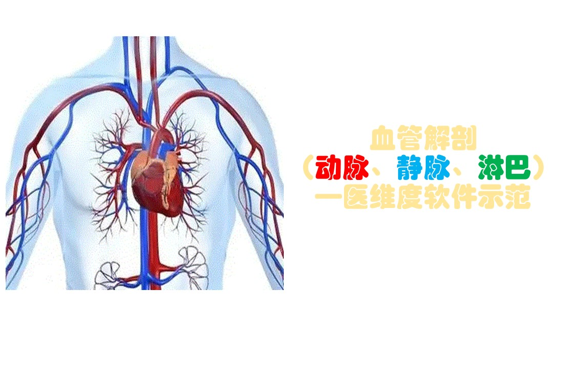 [图]血管解剖-医维度示范