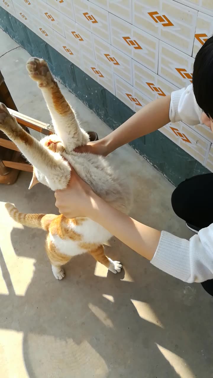 大橘猪伸懒腰了这个懒腰给100昏