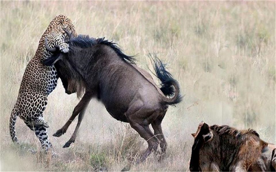 俩猎豹捕获一头角马以命相搏不明真相的角马在一旁围观