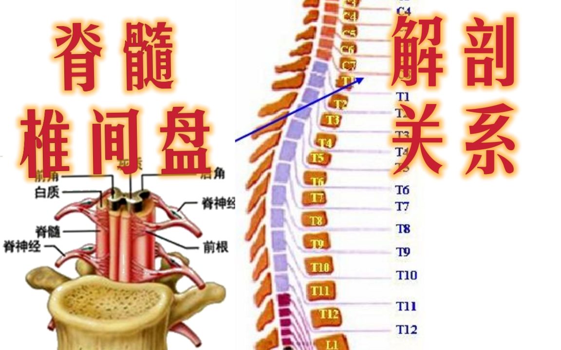 [图]考研脊髓椎间盘解剖基础||执业医师