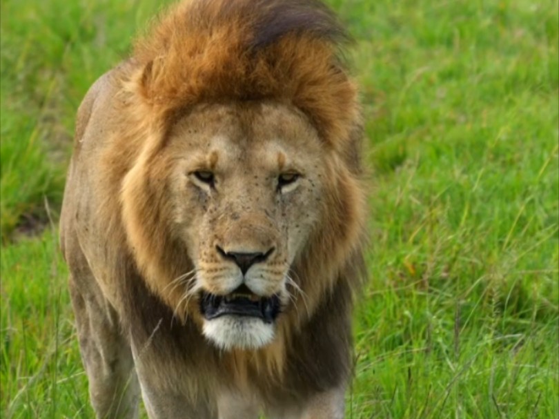 玛莎帅宝孤独前行,survey狮群全员现身