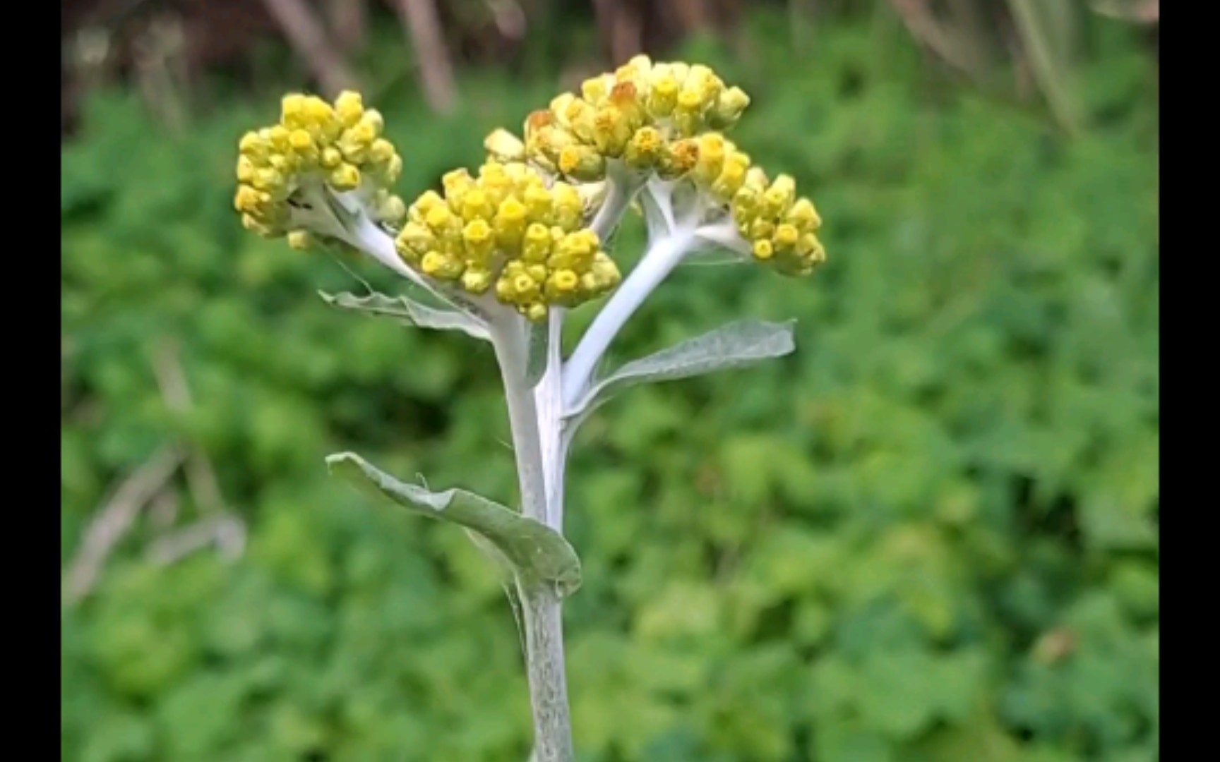活动  #旅行随手拍#曲鼠菜,治愈系美景