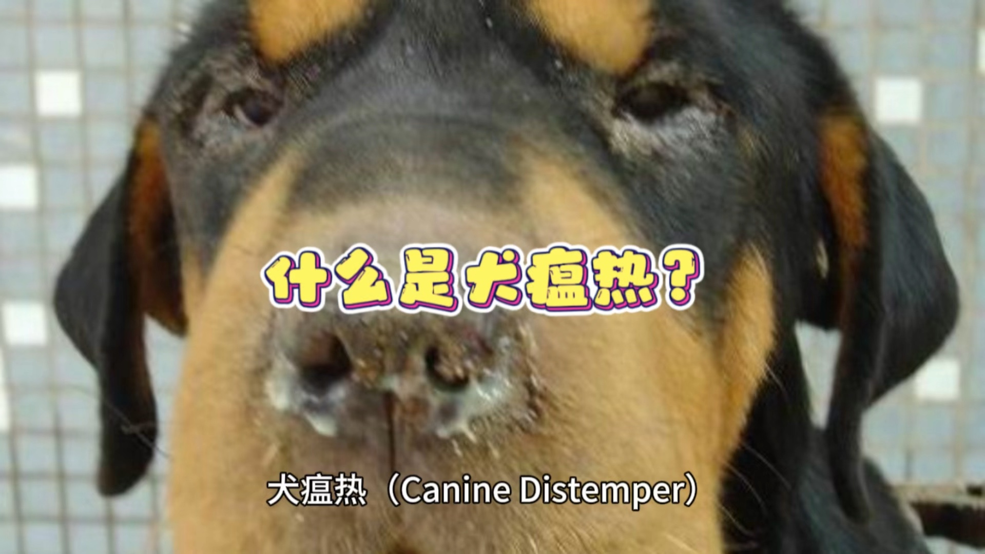 狗狗 #科学养宠攻略 #犬瘟热 #养狗经验分享 #狗狗生病