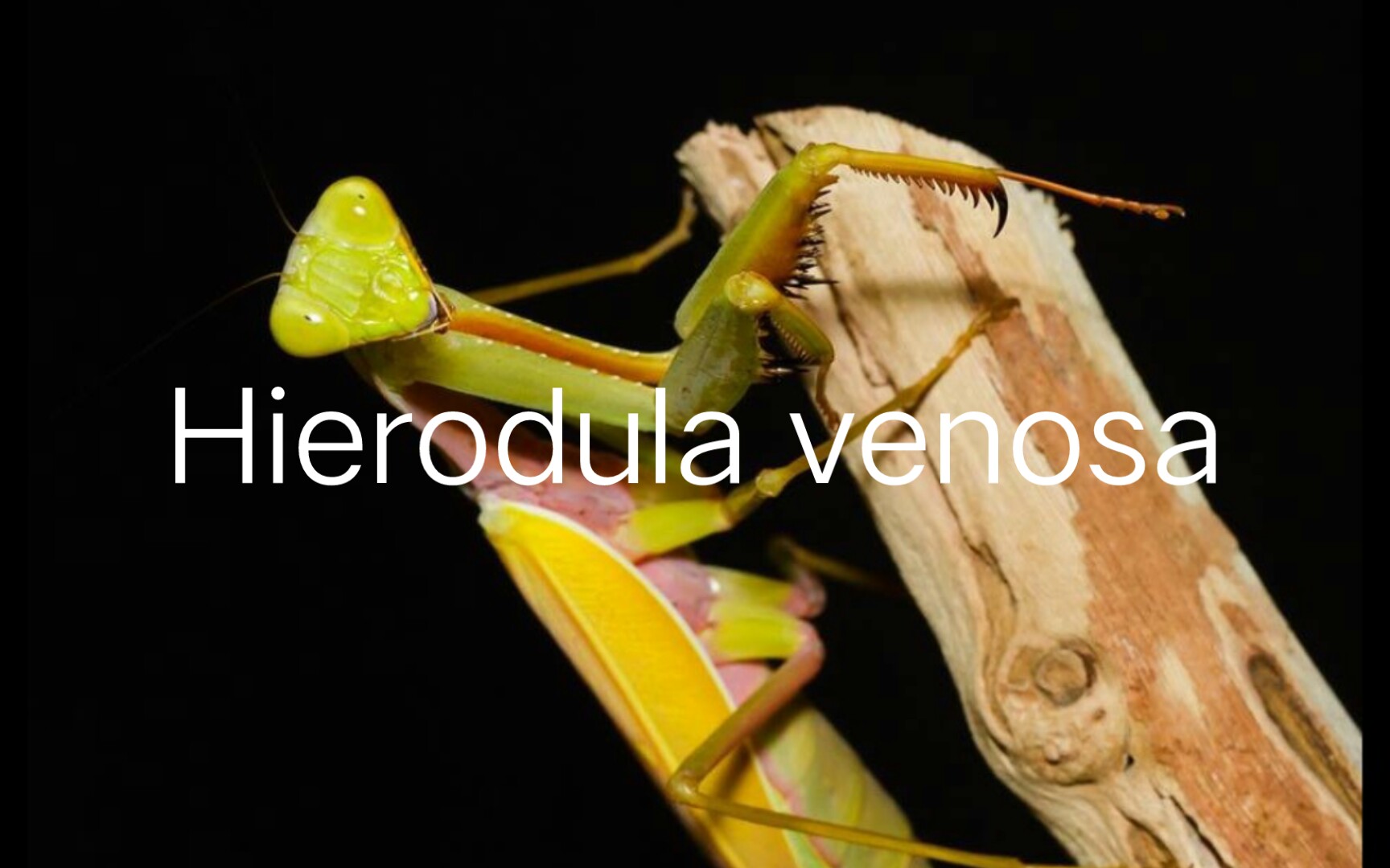 【螳螂图册37】金色型亮斧螳(Hierodula venosa)哔哩哔哩bilibili