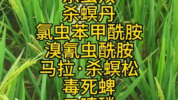 水稻钻心虫常用药剂!#水稻种植 #水稻 #三农哔哩哔哩bilibili