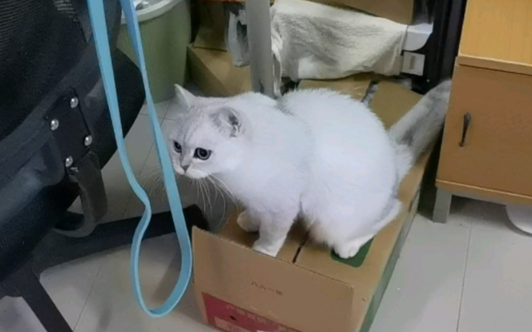 全自动逗猫椅哔哩哔哩bilibili