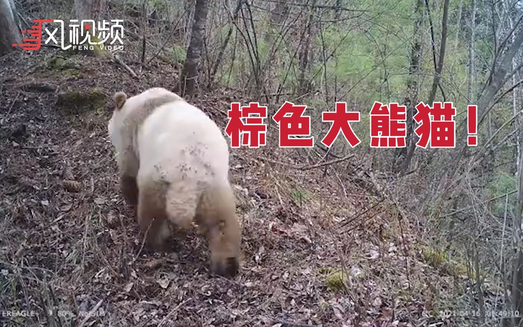 陕西再现野生棕色大熊猫,系秦岭第10次发现野生棕色大熊猫踪迹哔哩哔哩bilibili